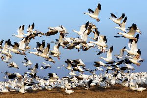 Migrating Snow Geese Fly Up
